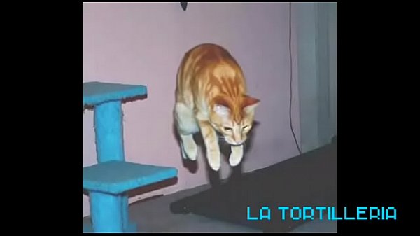 ASMR COMIENDO PIJAS