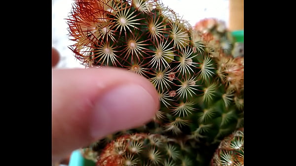 Caquito Porn (Outdoors ASMR)