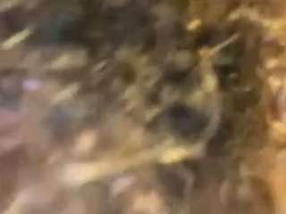 Goddess Nectar fully nude on webcam live sex chat